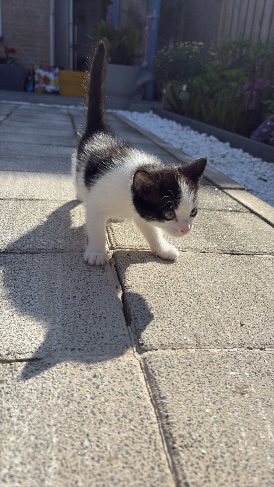 kittens te koop, Meerdere dieren, 0 tot 2 jaar