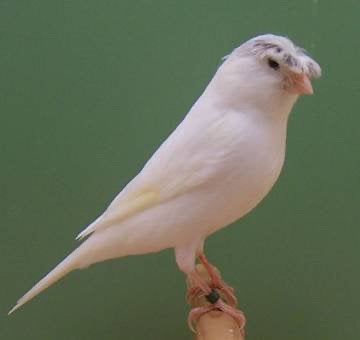 Op Zoek Naar Witte Kanaries Vrouw, Vrouwelijk, Kleurkanarie
