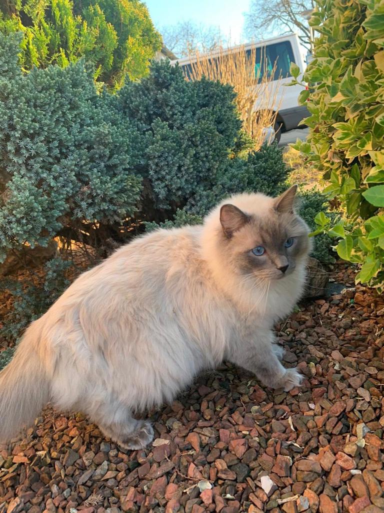 Lieve Ragdoll kater zoekt een nieuw thuis, Kater