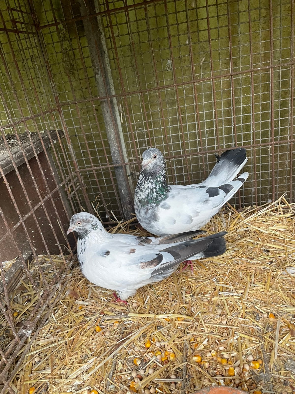 Koppel sierduifjes, Dieren en Toebehoren, Vogels | Duiven, Meerdere dieren, Overige soorten