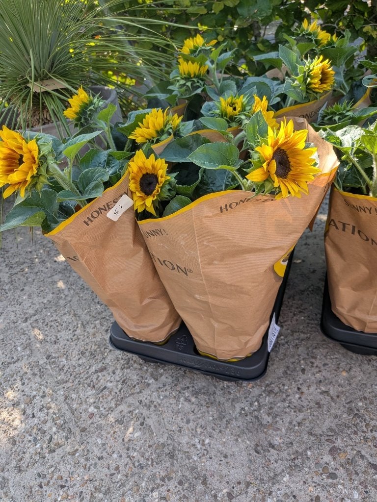 Zonnebloem 'Sunny' – Grote bloeier, Tuin en Terras, Planten | Tuinplanten, Volle zon, Eenjarig, Zomer, Ophalen
