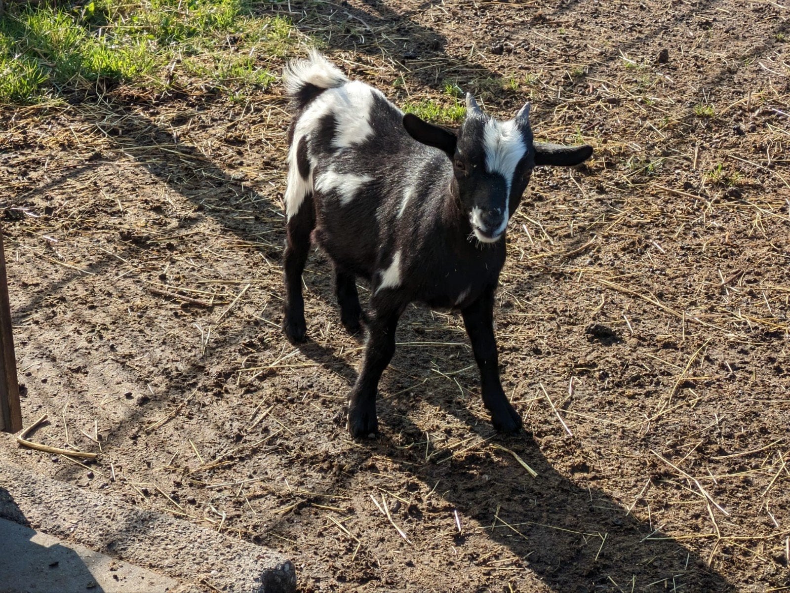 Te koop!  mooie, lieve bokjes, Mannelijk, Geit