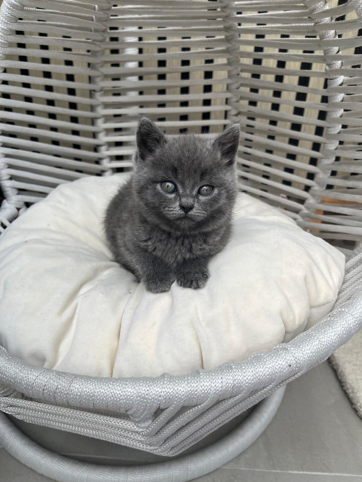 Britse korthaar kitten, Dieren en Toebehoren, 0 tot 2 jaar