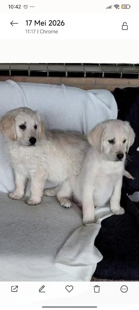 Puppy Golden Retriever x Labrador VOLLEDIG GEVACCINEERD, Reu, 8 tot 15 weken, Eén hond, Parvo