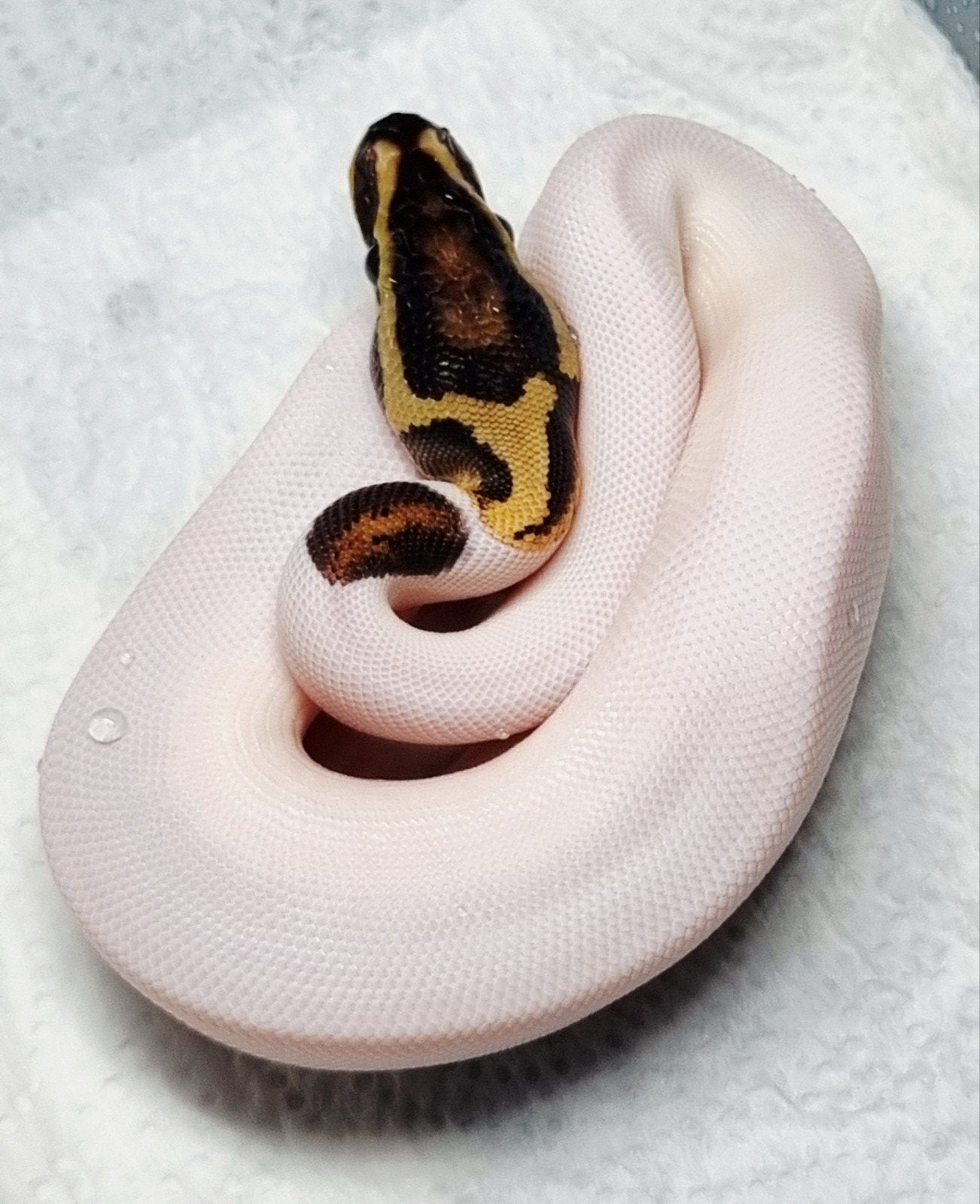 Piebald konings python.