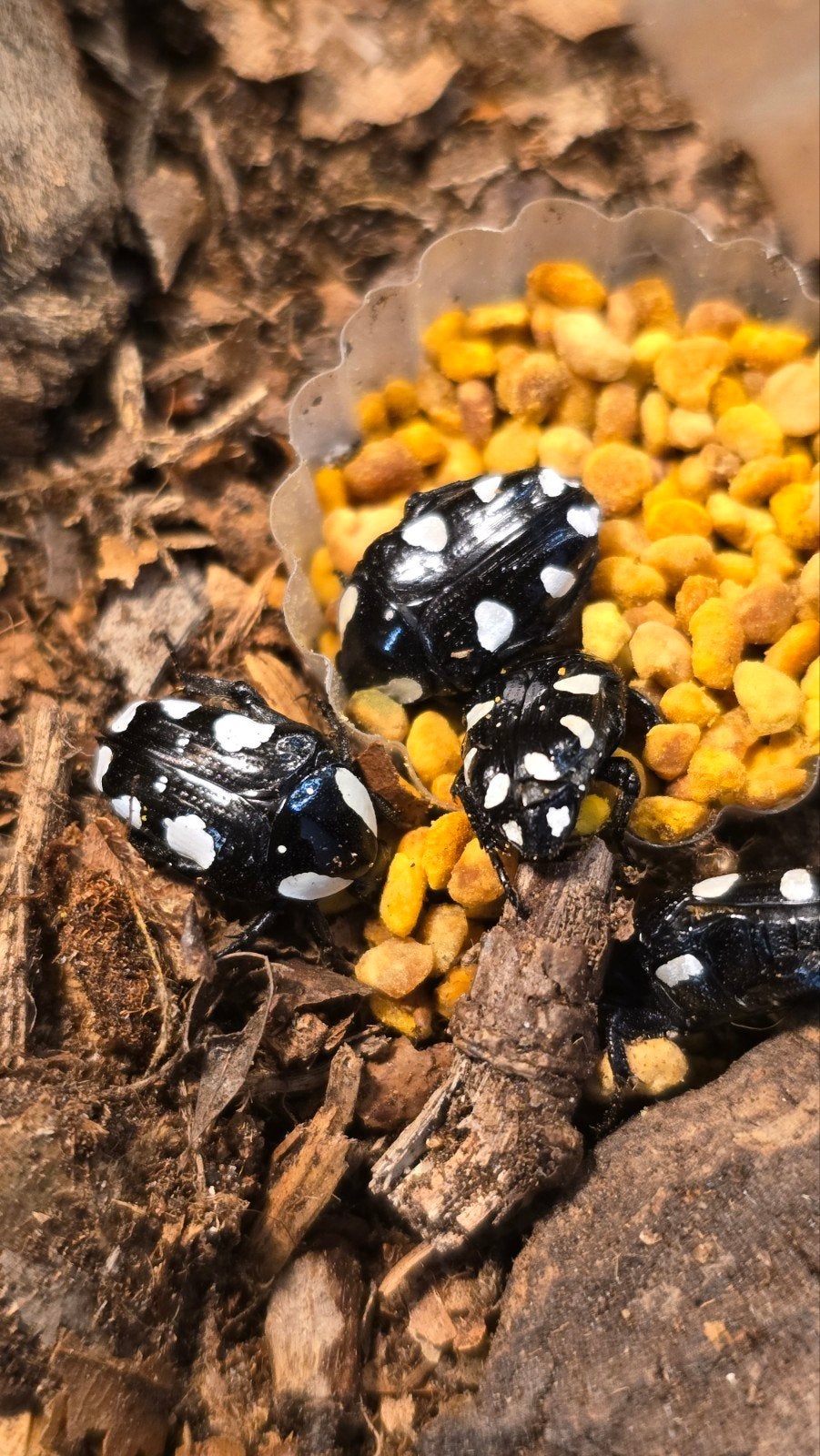 Larven Mausoleopsis Amabilis, Dieren en Toebehoren, Insecten en Spinnen, Overige soorten