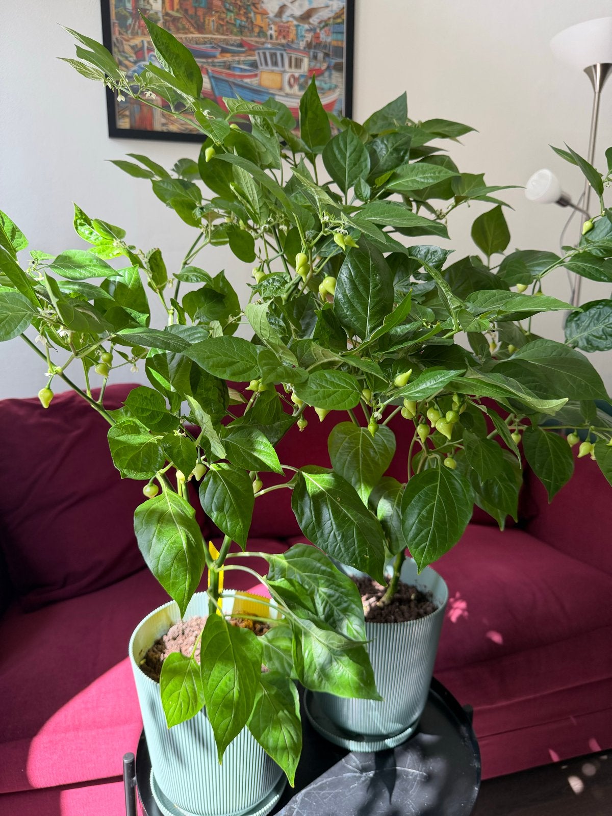 Twee vruchtdragende peperplanten - perfect voor binnen!, Tuin en Terras, Ophalen, Volle zon, Vaste plant, Zomer