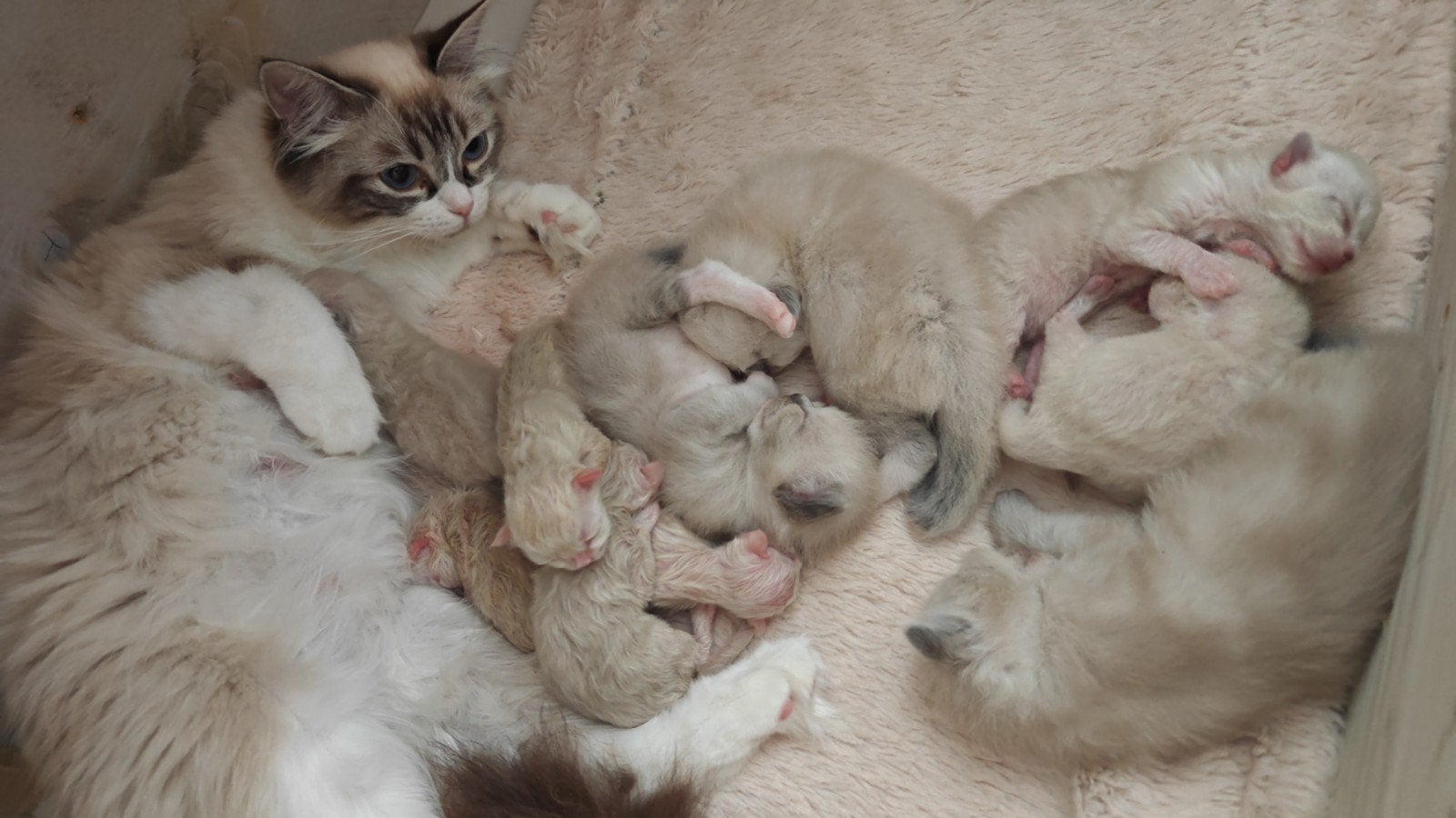 Prachtige BirmaDoll kittens, Meerdere dieren, Langharig, 0 tot 2 jaar