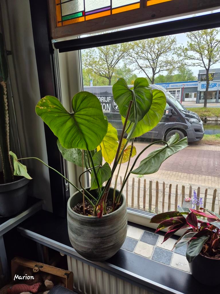 Philodendron Gloriosum - Prachtige Tropische Kamerplant, Ophalen, Overige soorten, Halfschaduw, In pot