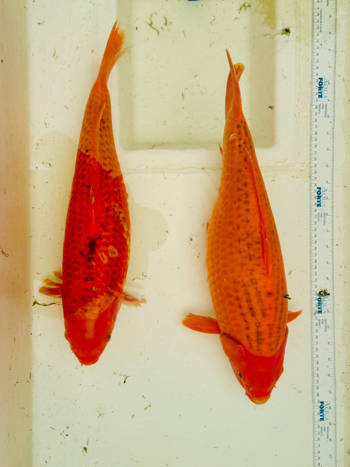 2x Japanse nakweek, nisai 49/51cm chagoi/karashigoi/benigoi, Dieren en Toebehoren, Karper of Koi