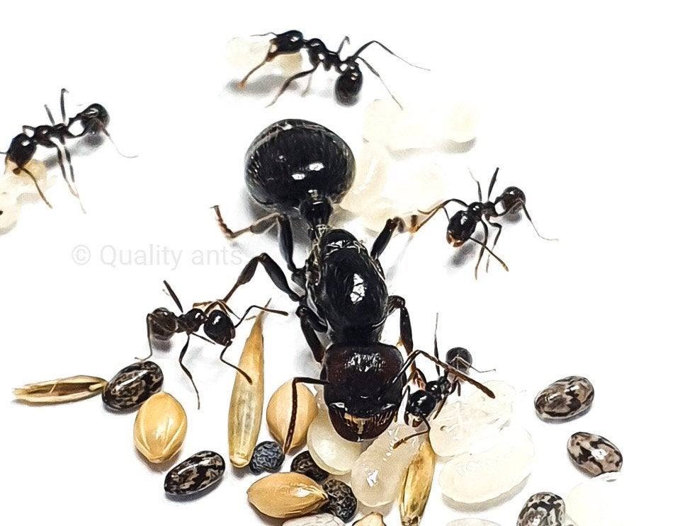 Messor barbarus kolonie 300/500, Bijen