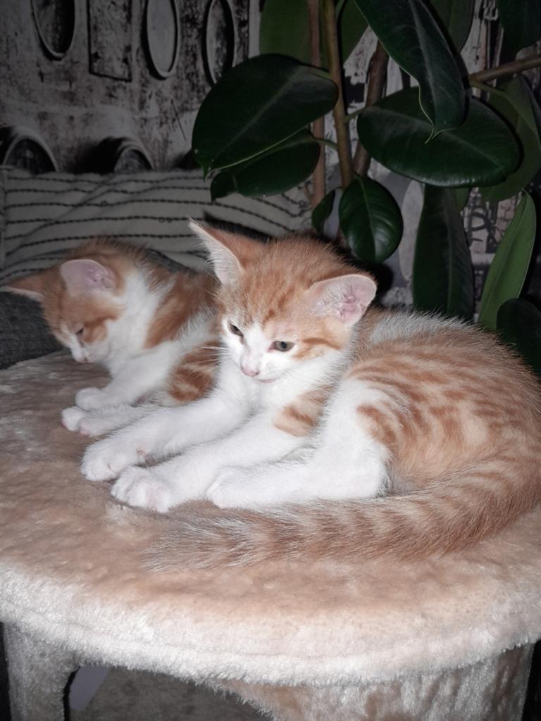 Kittens te koop, Dieren en Toebehoren, Katten en Kittens | Overige Katten, Kortharig