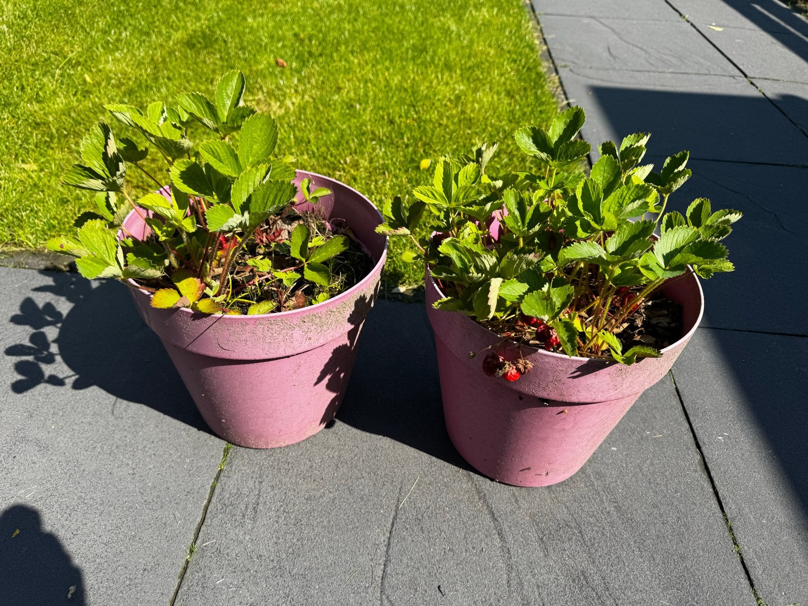 Twee bakken met aardbeienplanten, Tuin en Terras, Ophalen, Volle zon, Vaste plant, Zomer