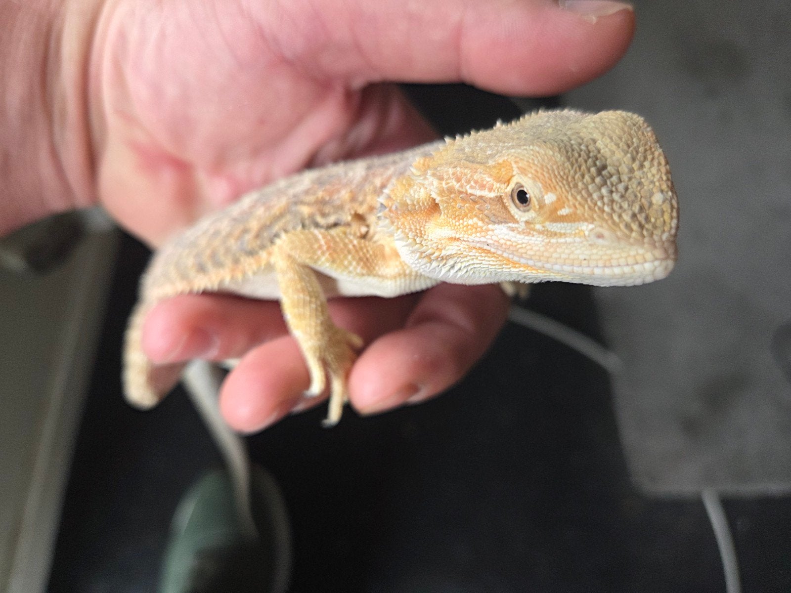 Baardagaam Pogona Vitticeps Classic Citrus/Orange Bearded Dragon photo 2