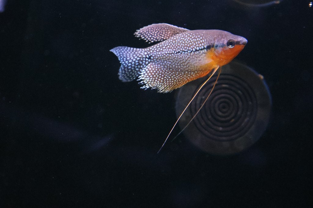 Diamant Gourami's, Vis