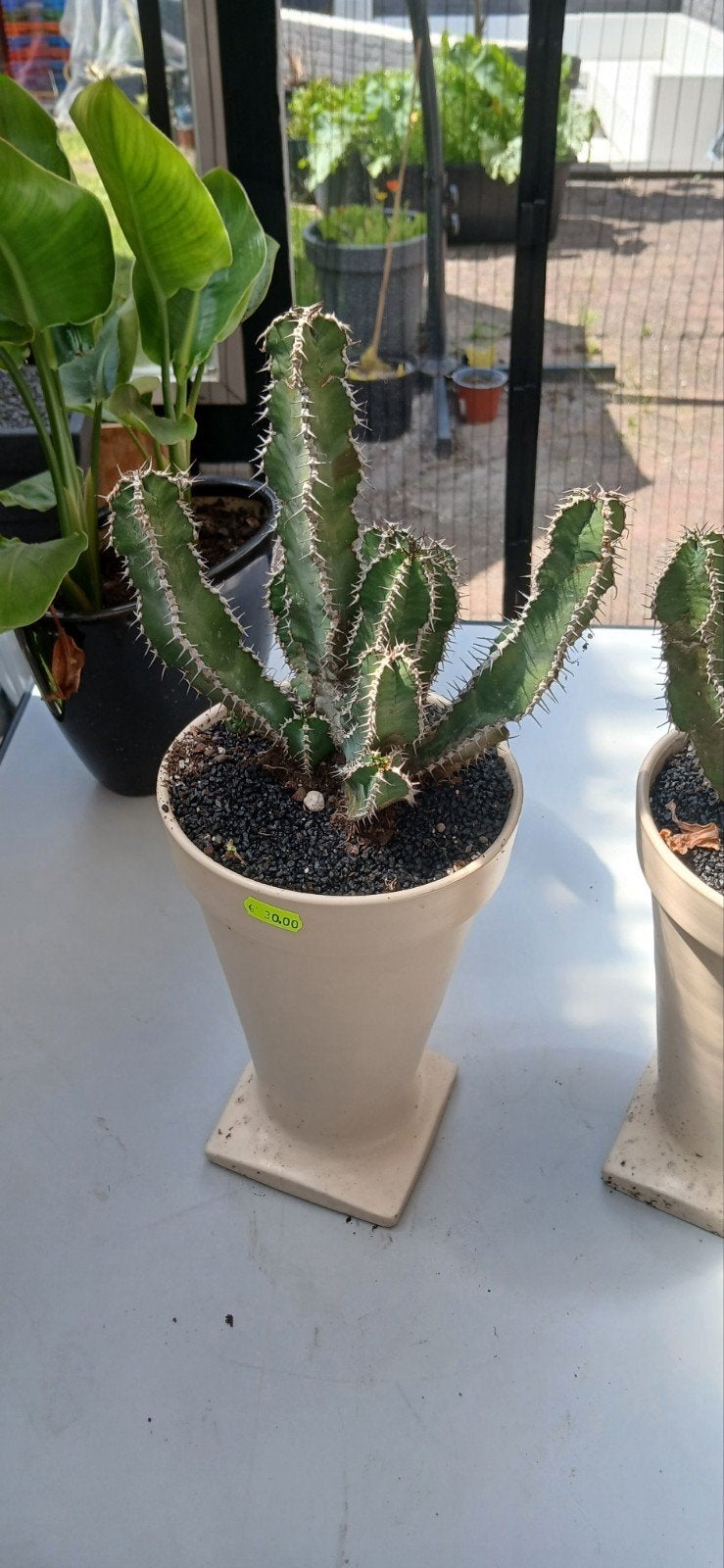 Twee Euphorbia cactussen in pot, Ophalen of Verzenden, In pot, Halfschaduw, Minder dan 100 cm