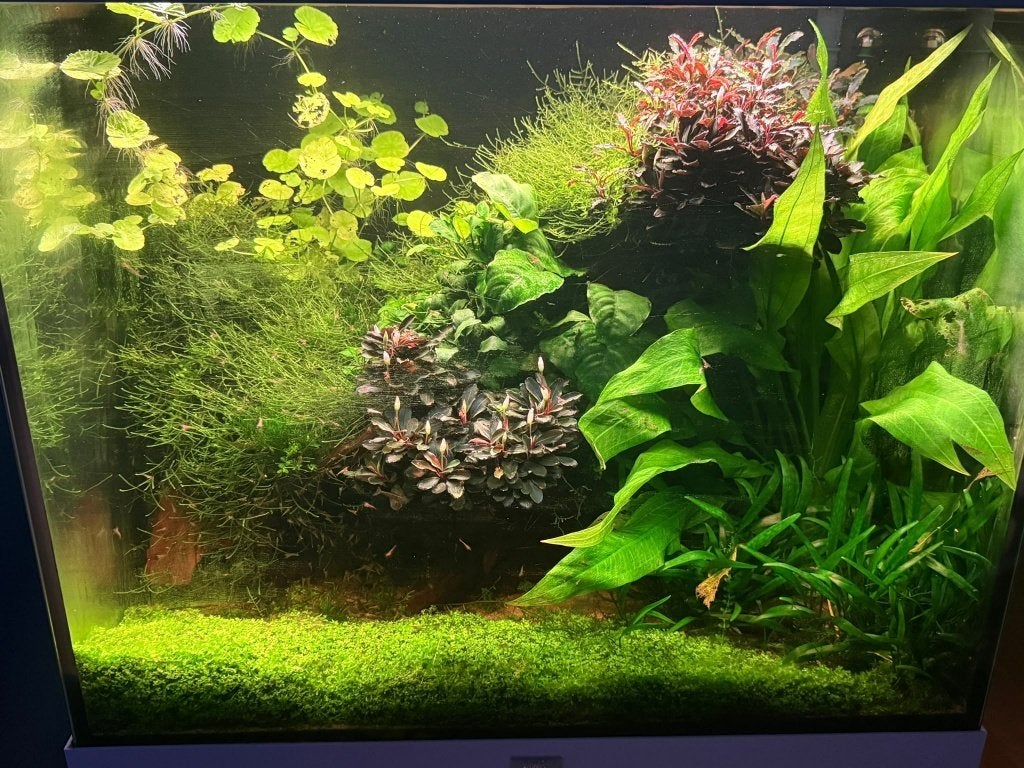 Juwel Lido 200 (Chihiros High-end), Dieren en Toebehoren, Ophalen, Gebruikt, Overige typen, Chihiros