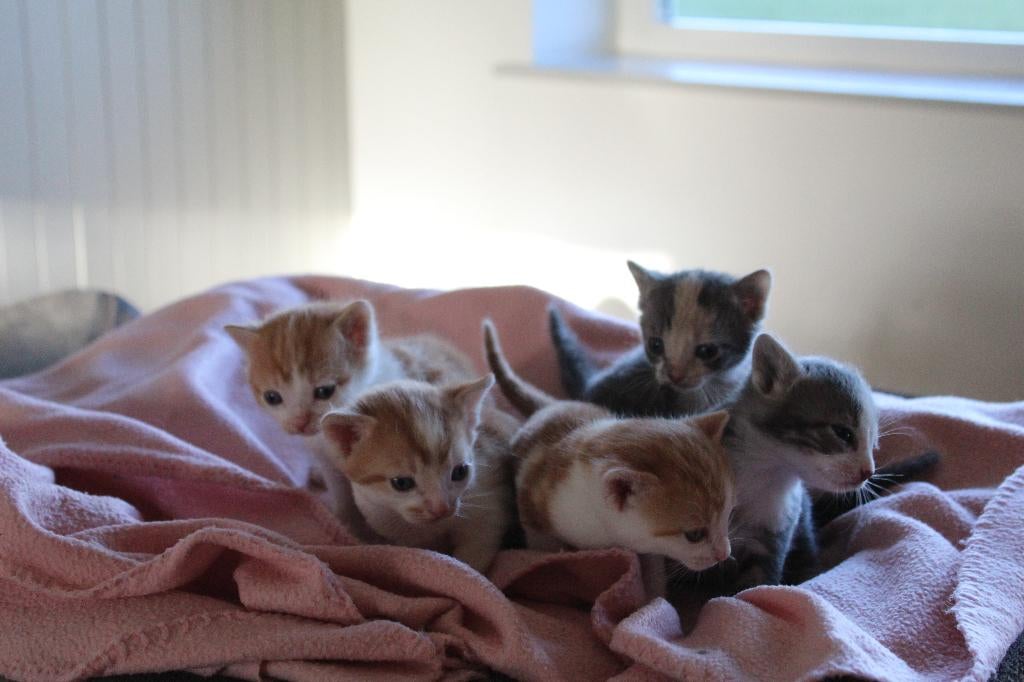 Kittens zoeken een warm thuis!, Meerdere dieren, Kortharig, 0 tot 2 jaar