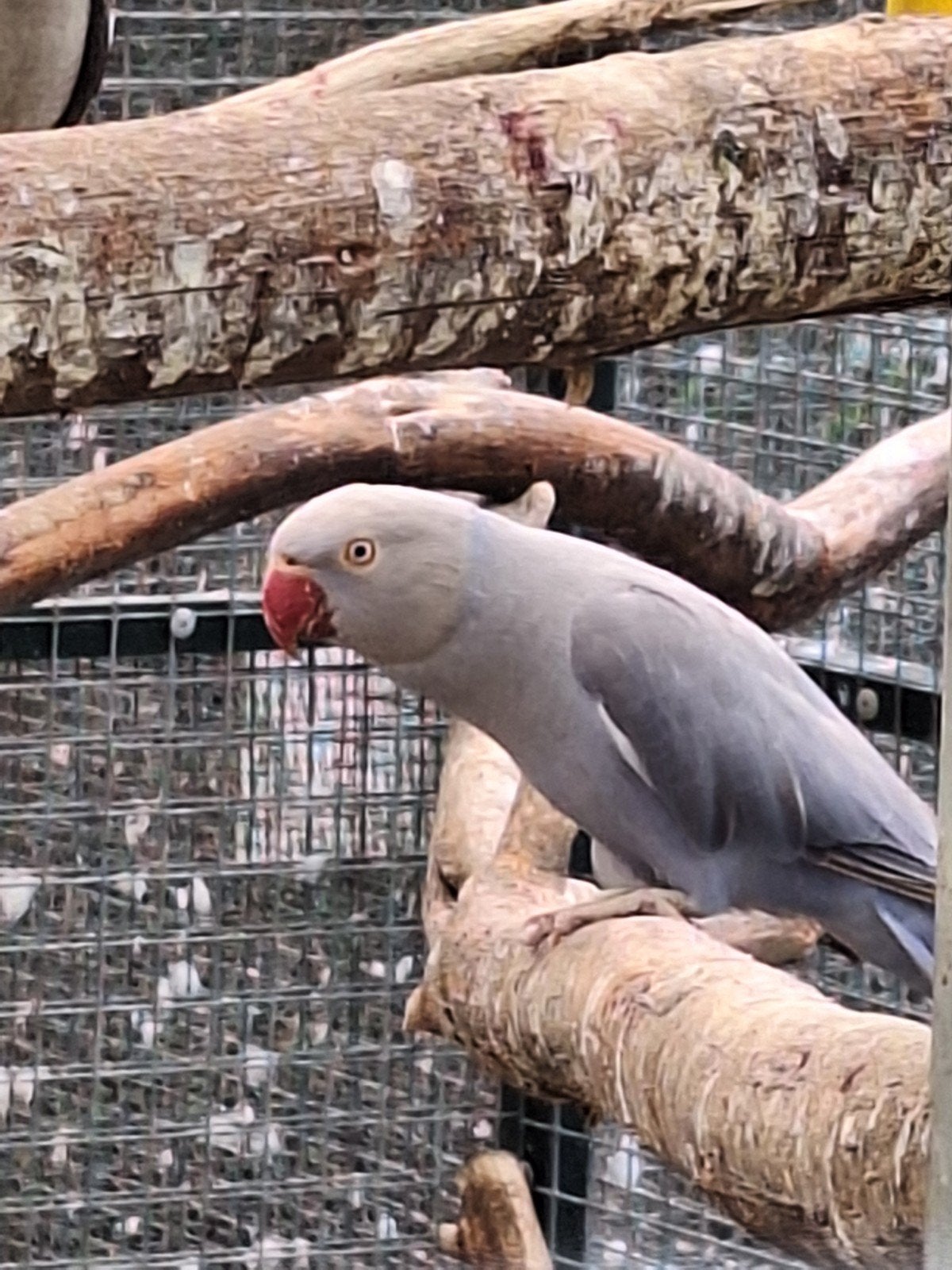diverse halsbandparkieten broedrijp., Meerdere dieren, Parkiet