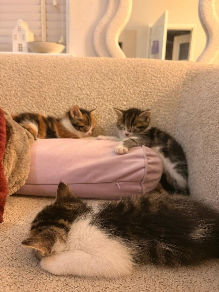 Lieve kittens zoeken nieuw huisje, Meerdere dieren