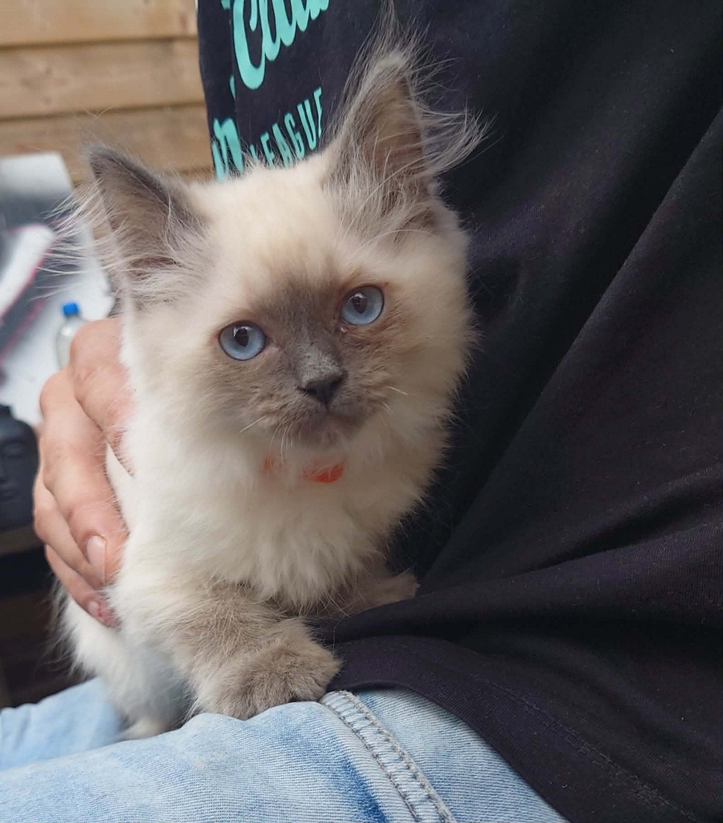 volle 100% ragdoll kittens sealpoint/bluepoint, Dieren en Toebehoren, Katten en Kittens | Raskatten | Langhaar, Meerdere dieren