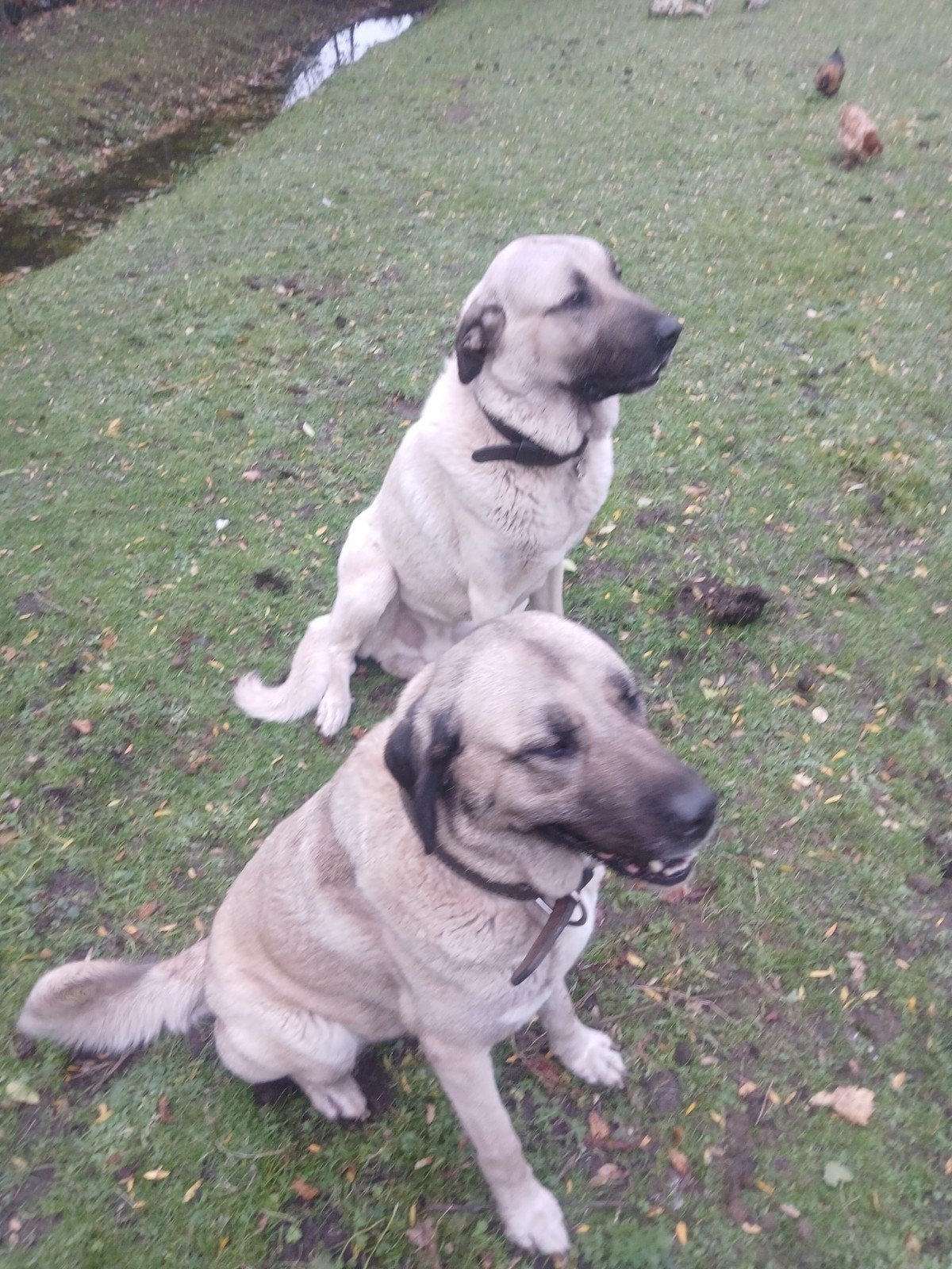 kangal pups, Meerdere, Meerdere dieren, Herder, Nederland