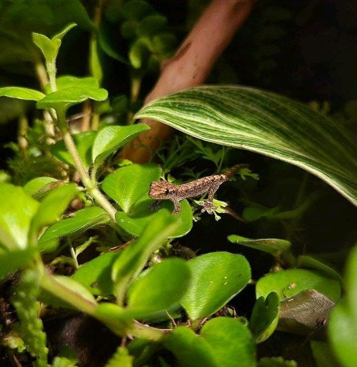 Rouwgekko's (Lepidodactylus lugubris), Hagedis, 0 tot 2 jaar