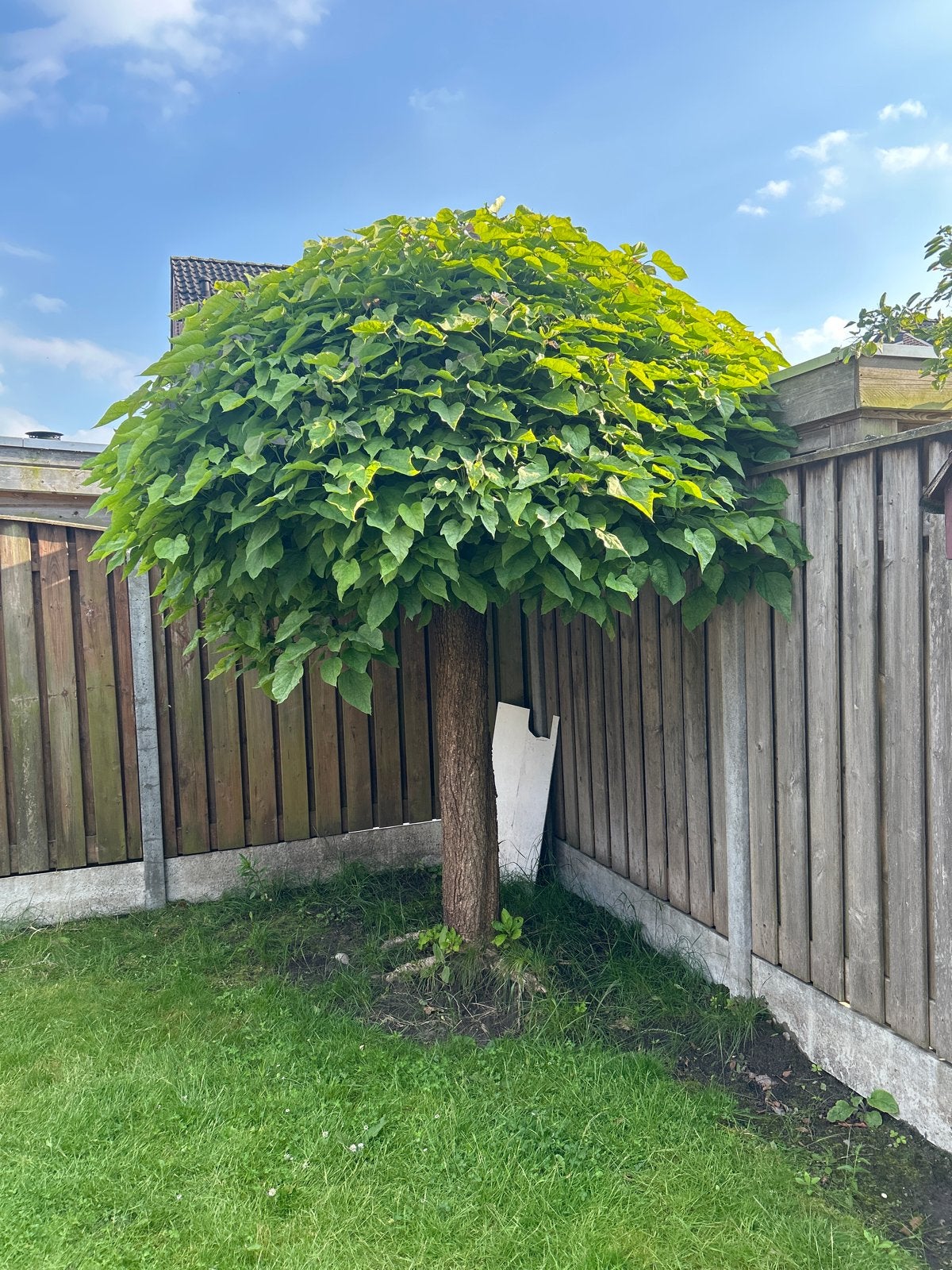 Mooie Bolcatalpa - Ideaal voor elke tuin, Tuin en Terras, Planten | Bomen, 250 tot 400 cm, Zomer, Ophalen, Volle zon