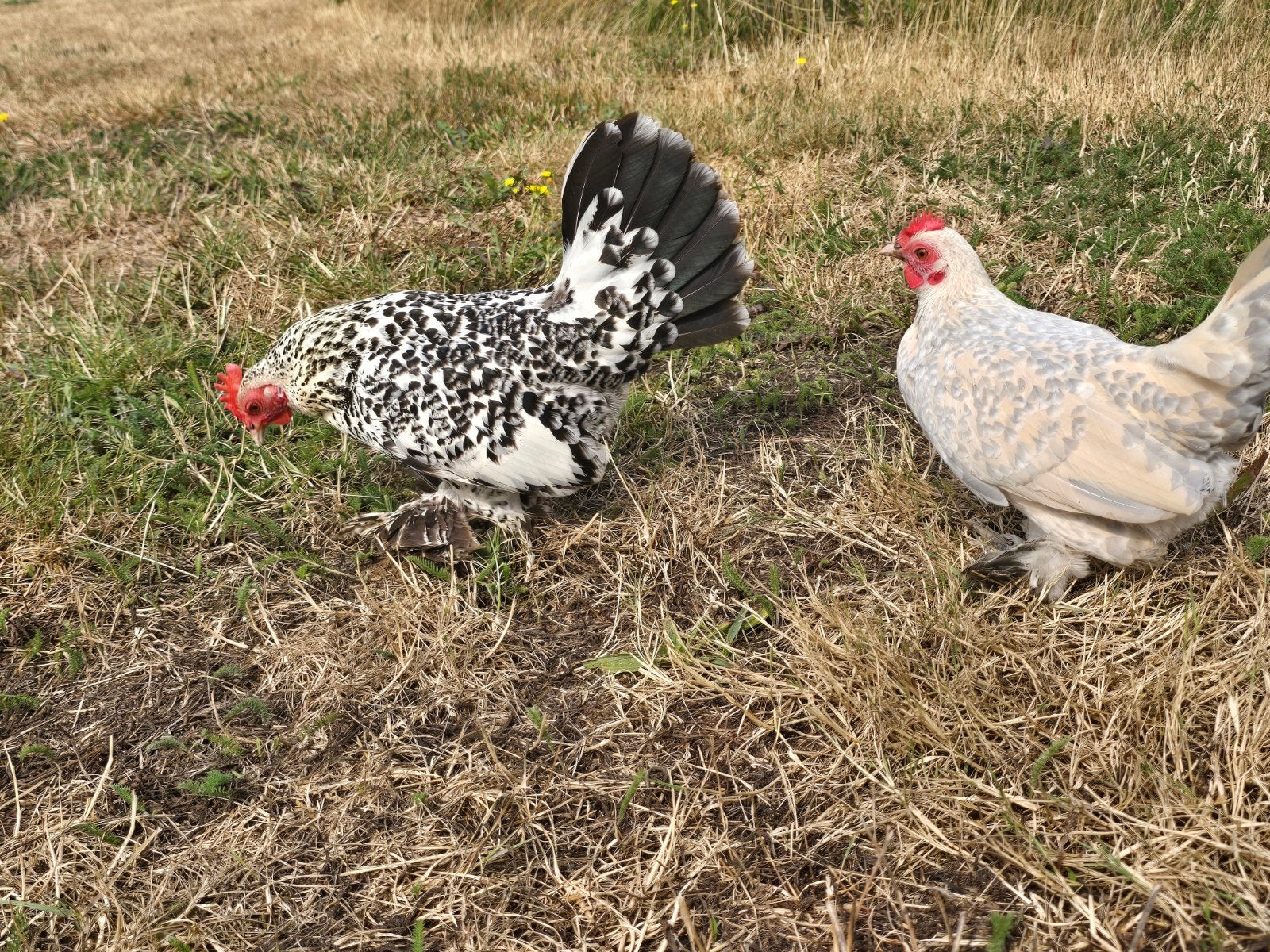 2 leggende sabelpoot hennen – zilverporselein & isabelporsel, Dieren en Toebehoren, Pluimvee, Vrouwelijk, Kip