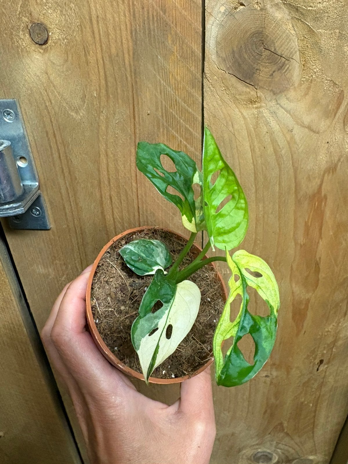 Monstera adansonii variegata plant albo white wit marble, Ophalen of Verzenden, Halfschaduw, Minder dan 100 cm