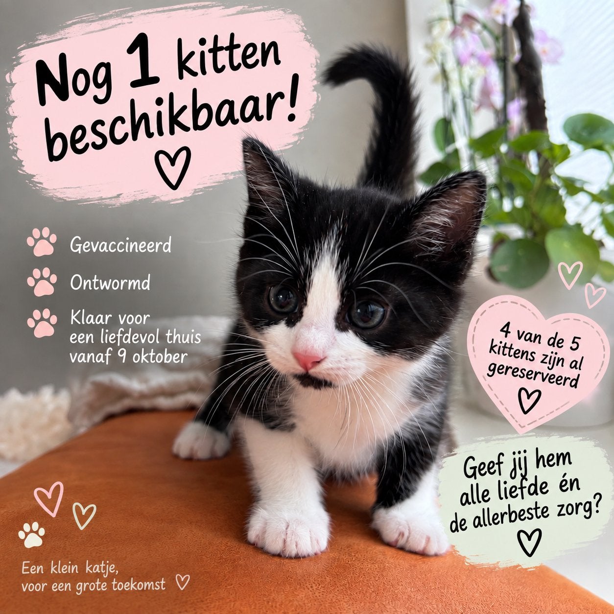 Nog 1 lief kitten beschikbaar – gevaccineerd & ontwormd, Dieren en Toebehoren, Meerdere dieren, 0 tot 2 jaar