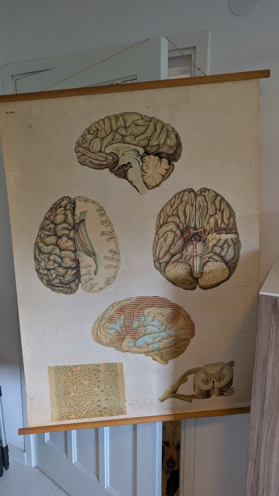 vintage schoolplaat hersenen en zenuwstelsel, Antiek en Kunst, Ophalen of Verzenden, Natuur en Biologie