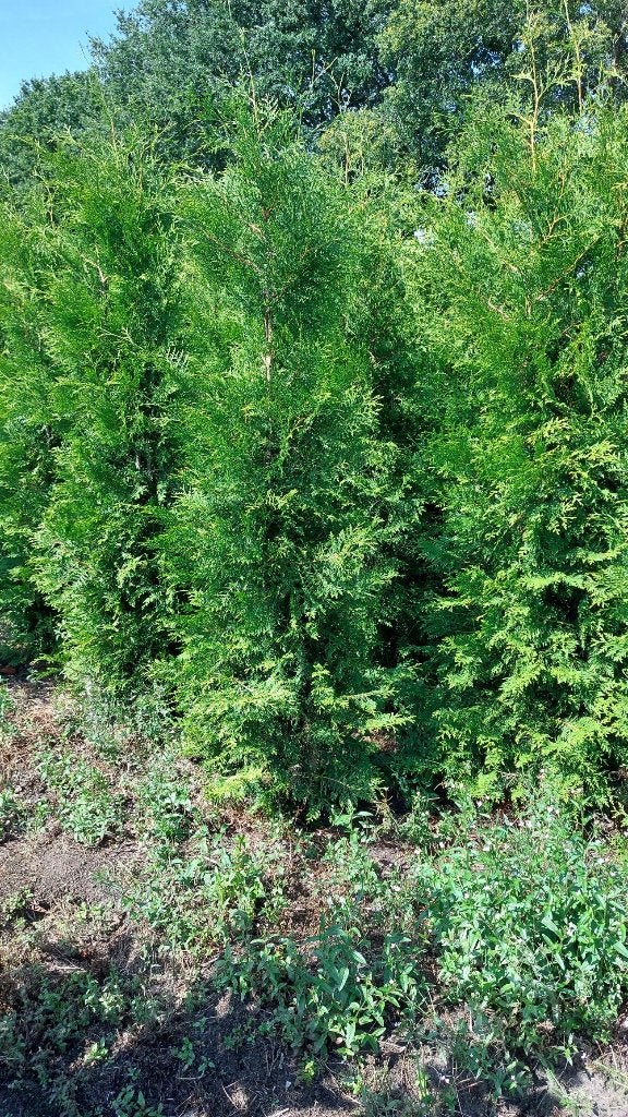 Thuja Brabant en Smaragd, Ophalen of Verzenden, Conifeer, 100 tot 250 cm