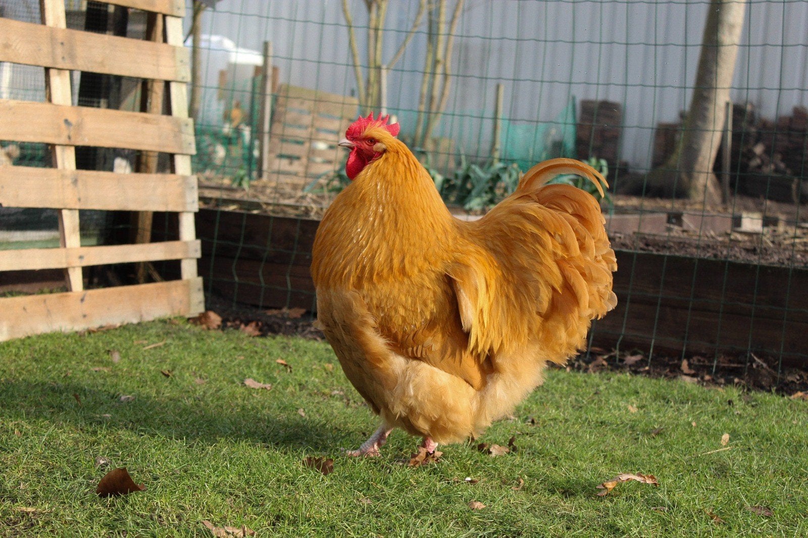 Orpington groot buff broedeieren, Geslacht onbekend, Kip