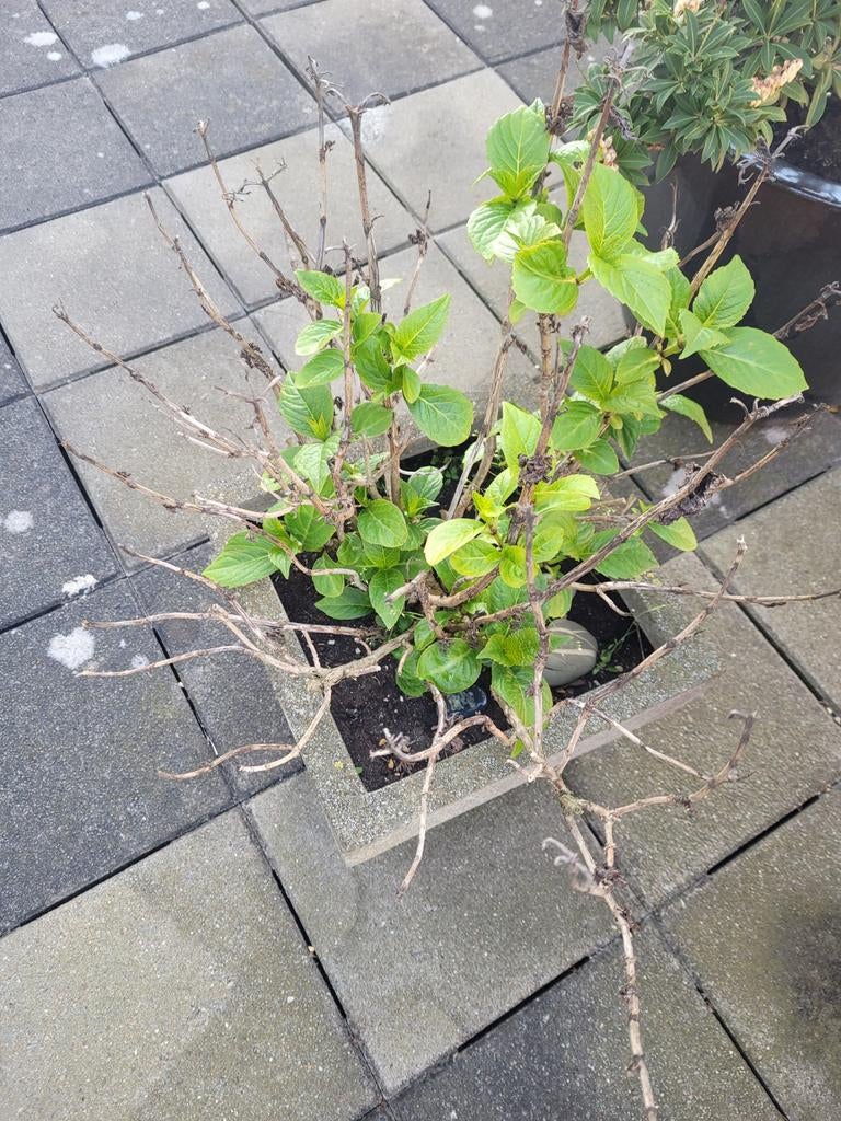 Hortensia in pot (denk ik), Ophalen, Hortensia, Minder dan 100 cm