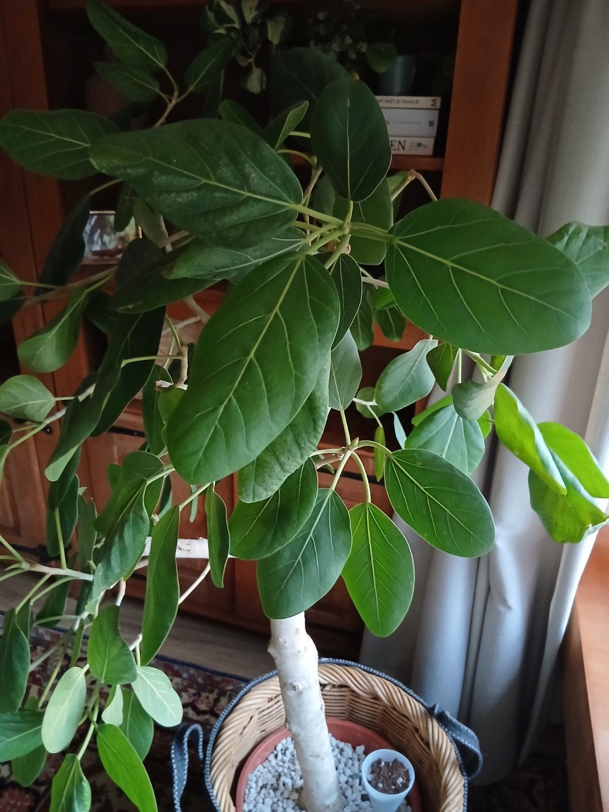 ficus audrey vijgenboompje, Huis en Inrichting, Ophalen, Ficus, Halfschaduw