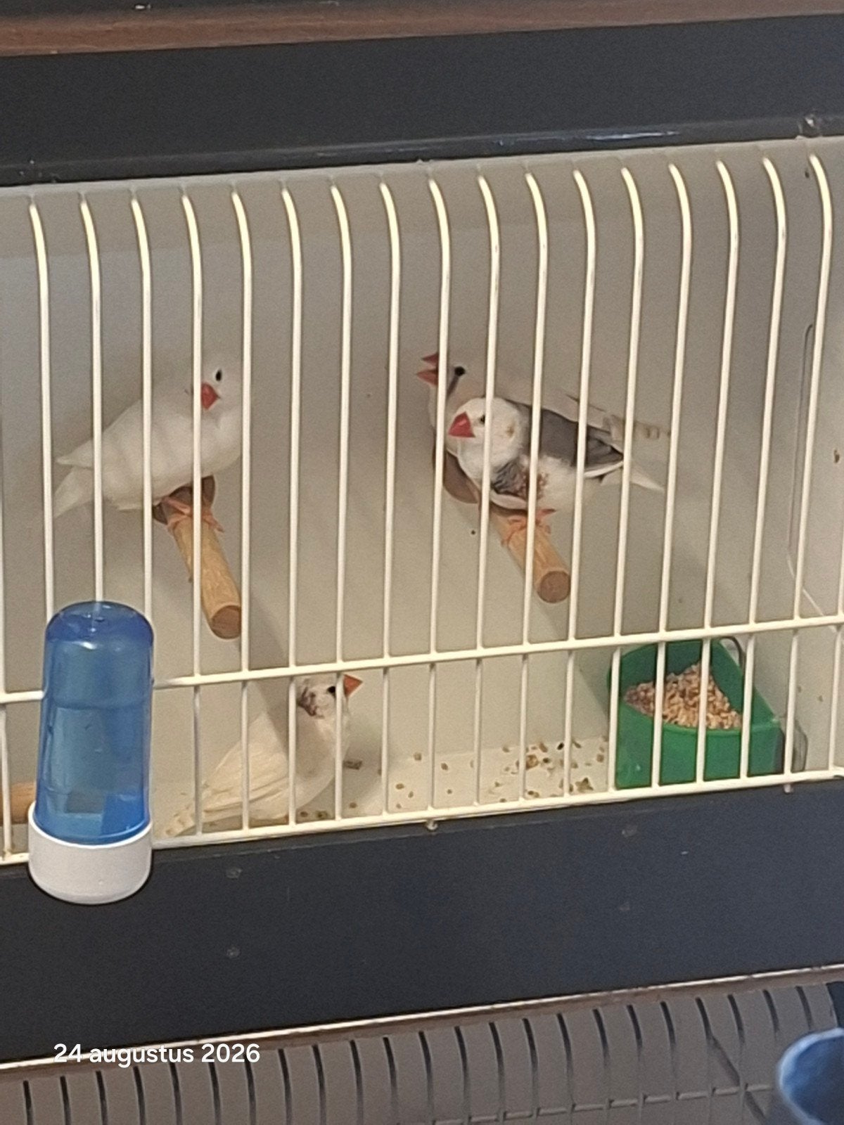 te koop 4 koppels zebravink, Meerdere dieren