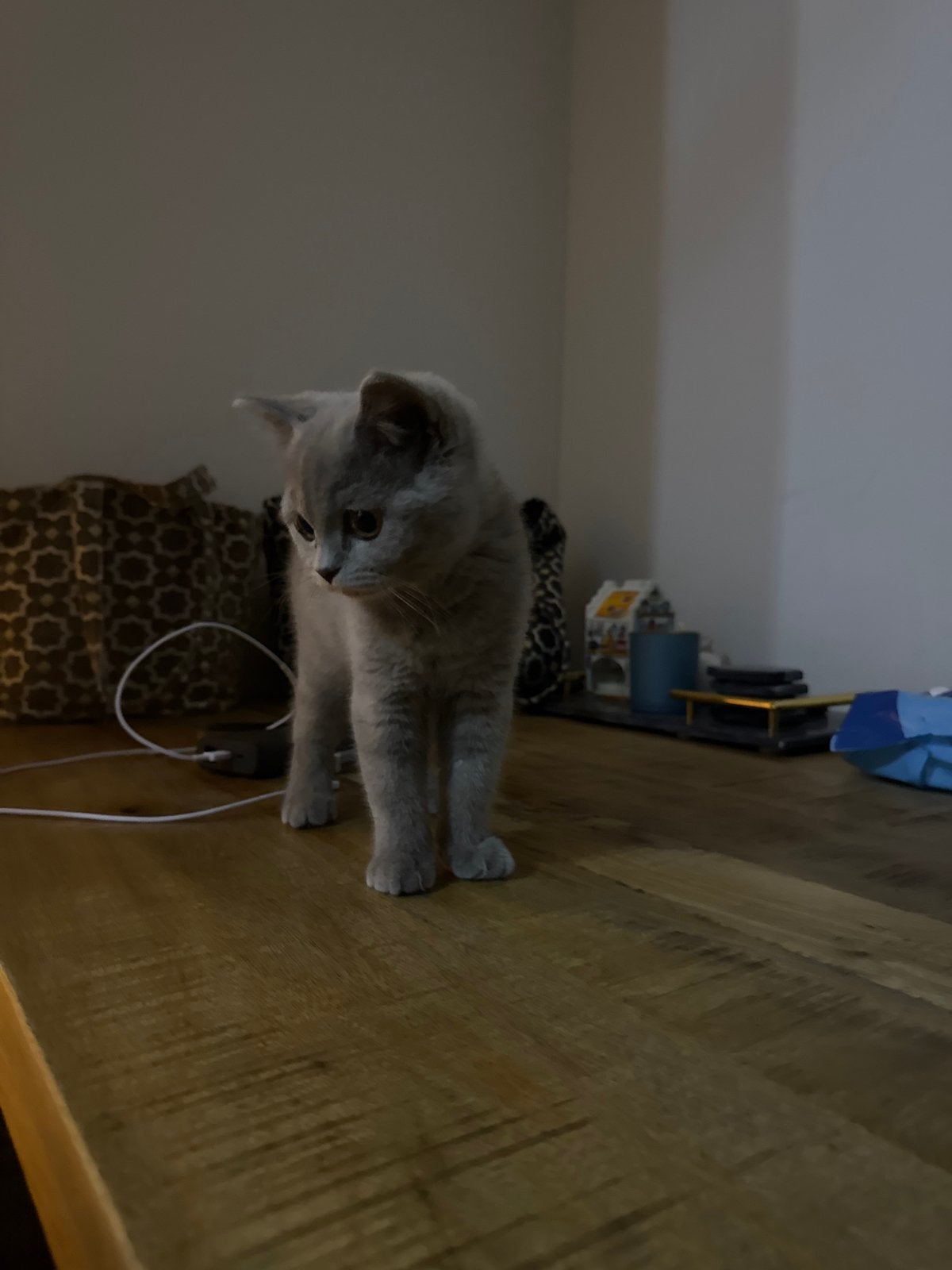 Brits korthaar, Dieren en Toebehoren, Katten en Kittens | Raskatten | Korthaar, Poes, Ontwormd
