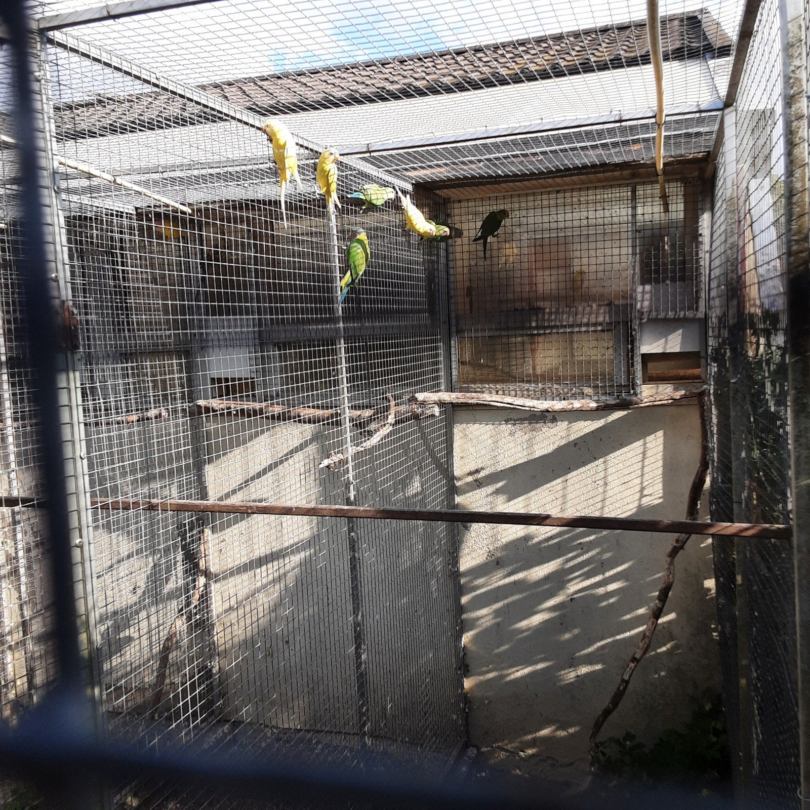 pruimkoppen wildkleur split overgoten, Dieren en Toebehoren