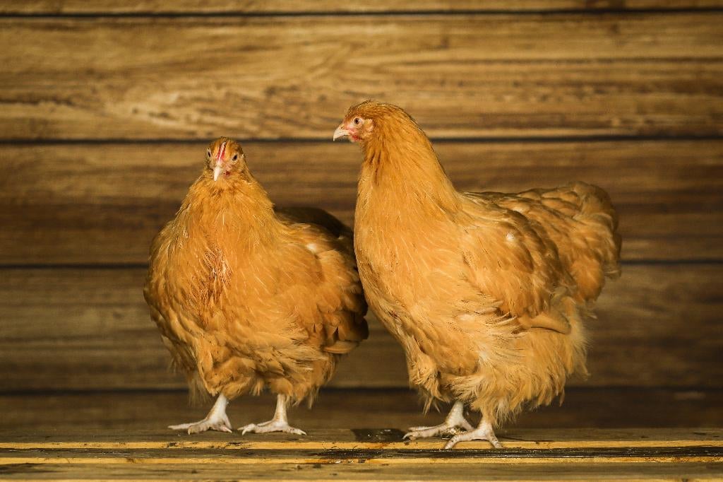 Orpington kriel kippenkuikens | Gesekst en Ingeënt, Dieren en Toebehoren, Pluimvee, Vrouwelijk, Kip