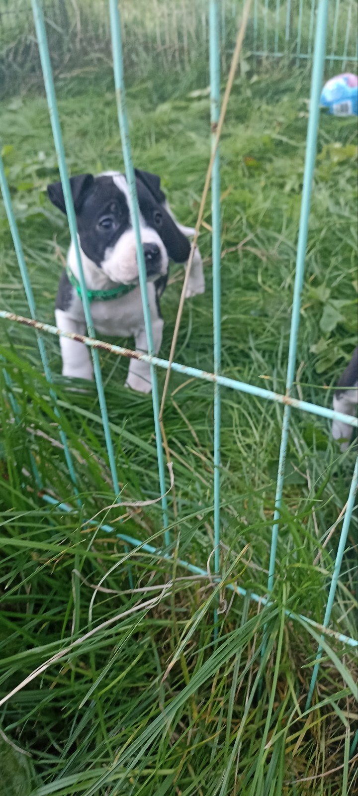 2 reutjes Amerikaanse stafford X AM bulldog pups beschikbaar, Dieren en Toebehoren, 8 tot 15 weken, Bulldog, Meerdere, Meerdere dieren