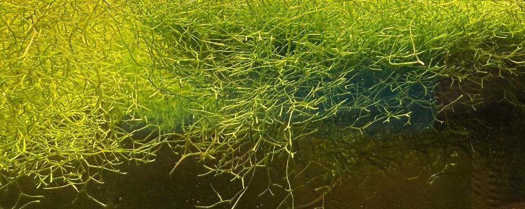 Watervorkje, Riccia Fluitans, Dieren en Toebehoren, Ophalen, Nieuw, Plant(en), Steen of Hout