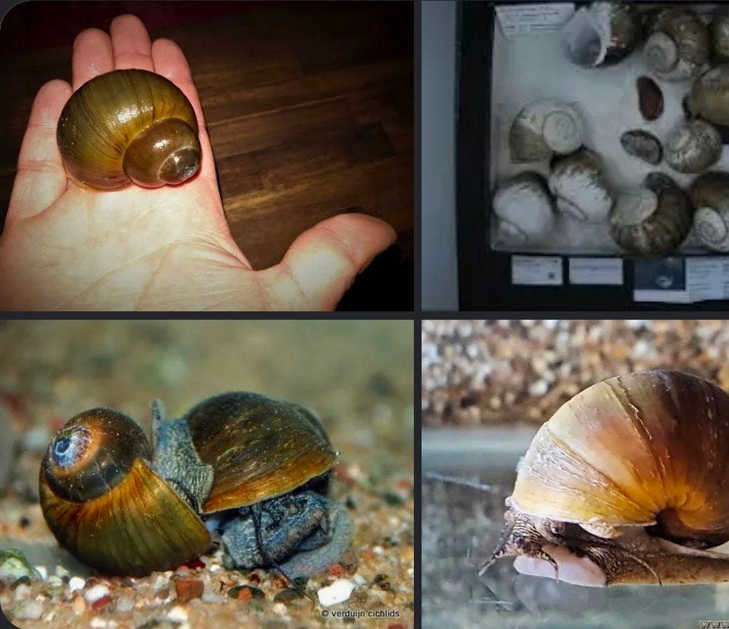 lanistes nyassanus Malawi slakken aquarium, Slak of Weekdier