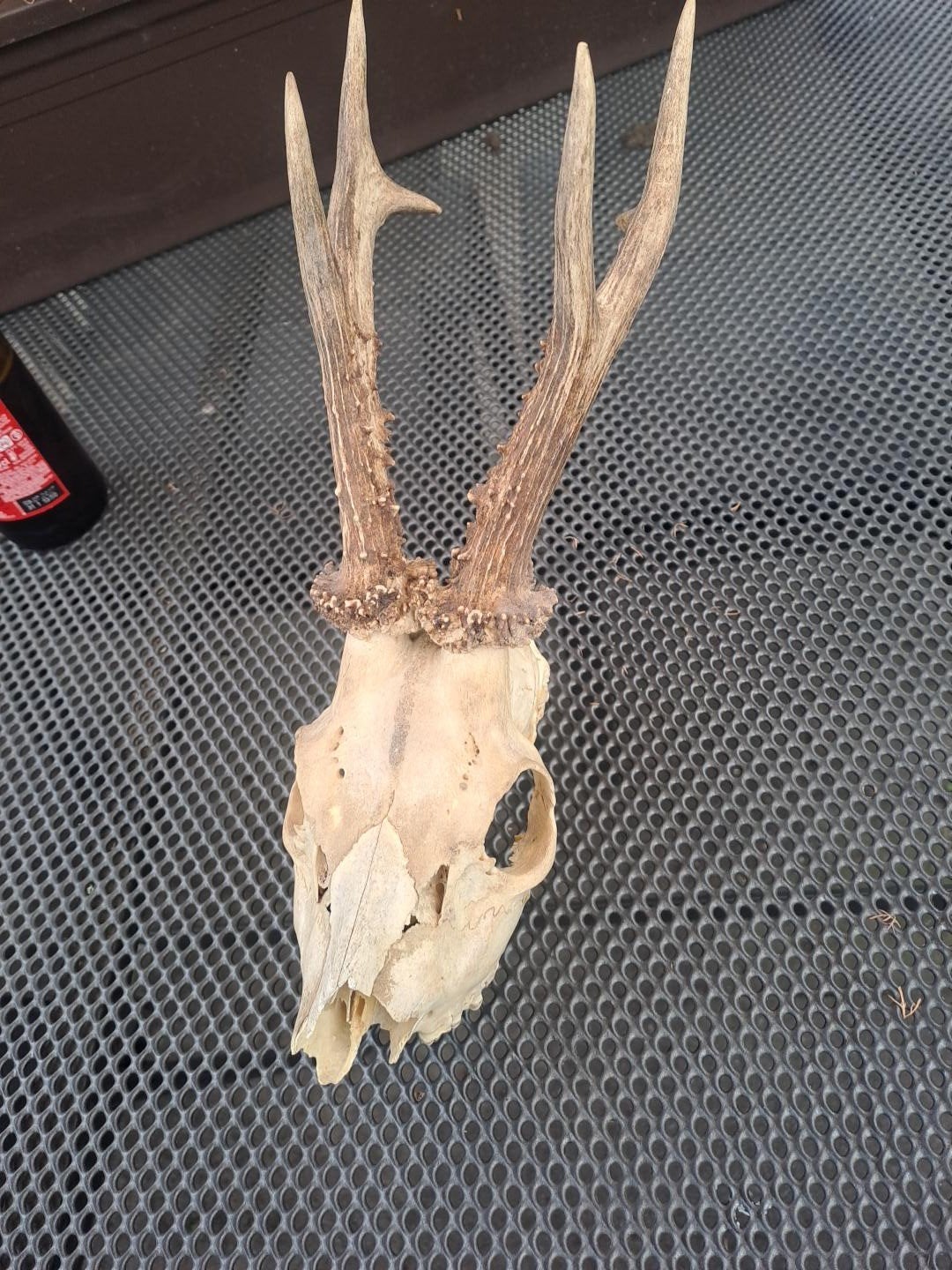 schedel capreolus capreolus, reebok, Ophalen of Verzenden, Gebruikt, Hert, Schedel
