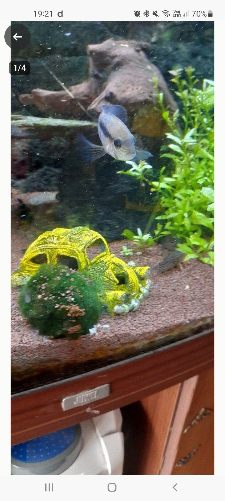 green terror cichlide, Dieren en Toebehoren, Vissen | Aquariumvissen, Vis