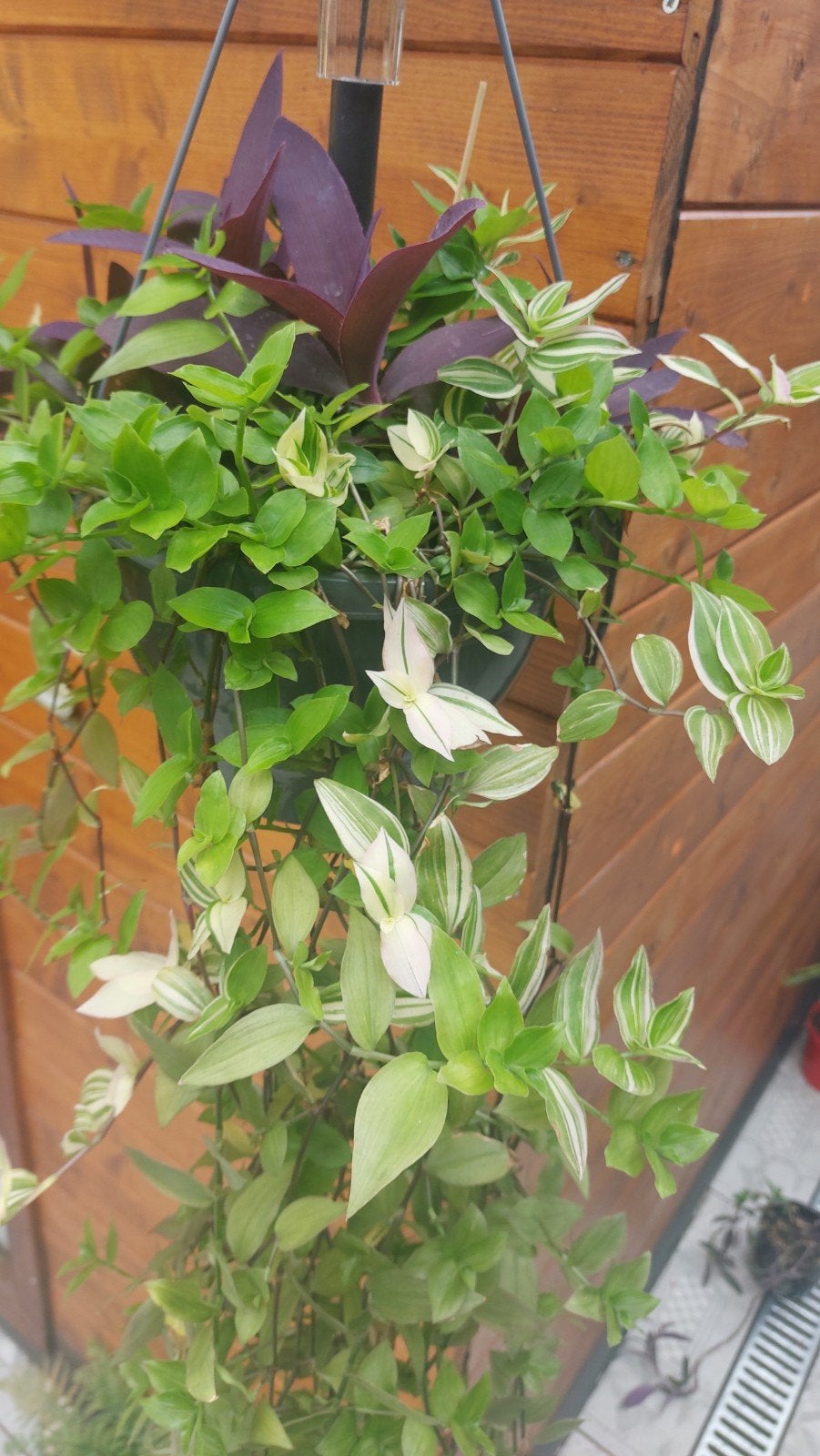 tradescantia, Ophalen