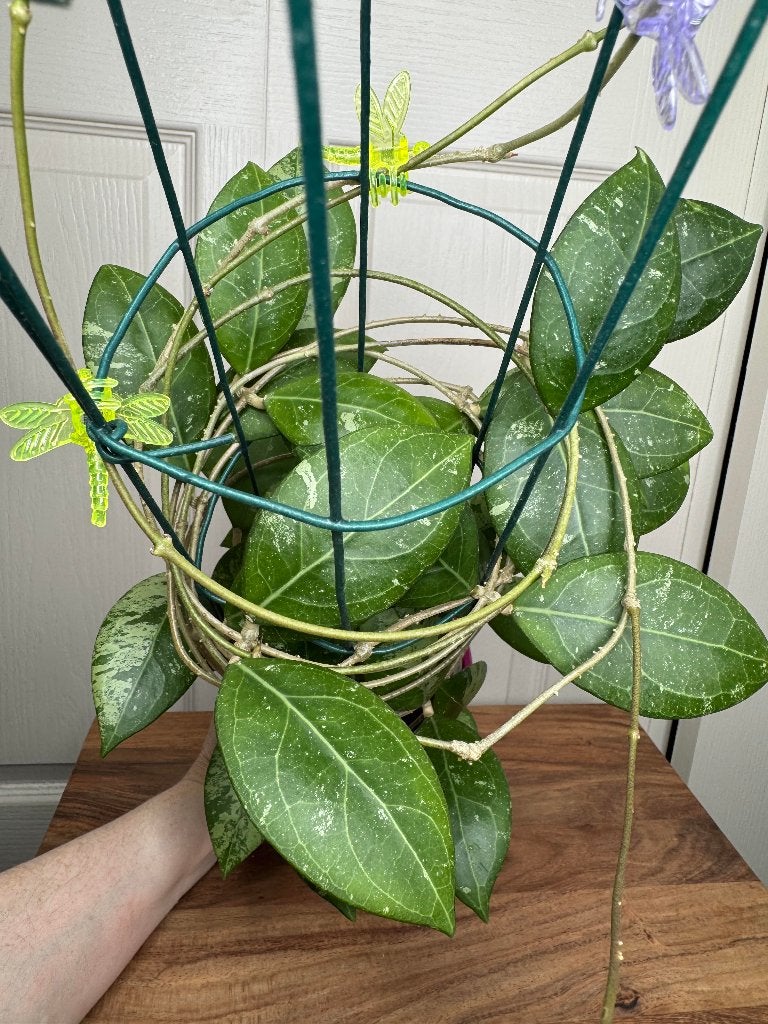 Hoya erythrostemma splash vers geknipte stek, Ophalen of Verzenden, Overige soorten, Halfschaduw, Minder dan 100 cm