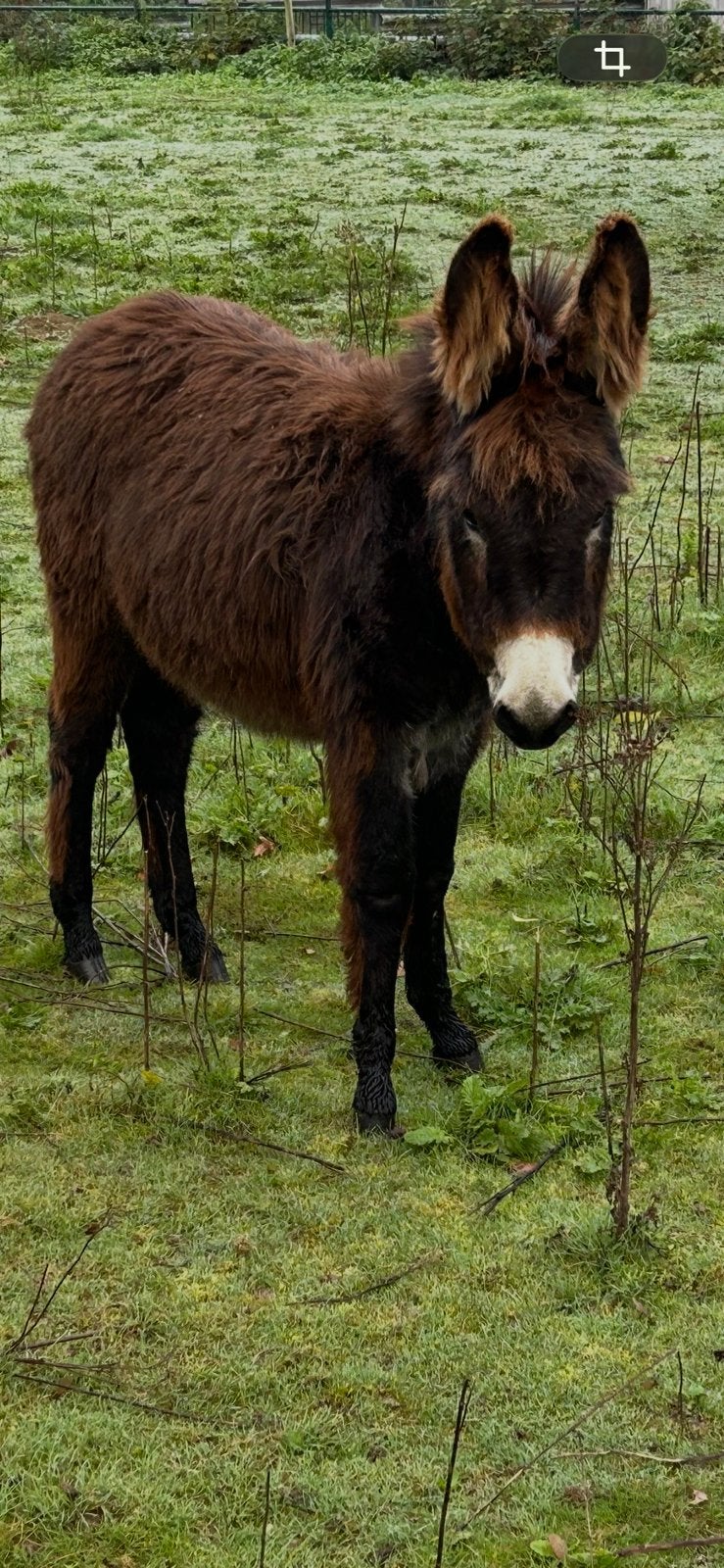 Prachtige donker bruin merrie ezel veulentje, Dieren en Toebehoren, April, Vrouwelijk