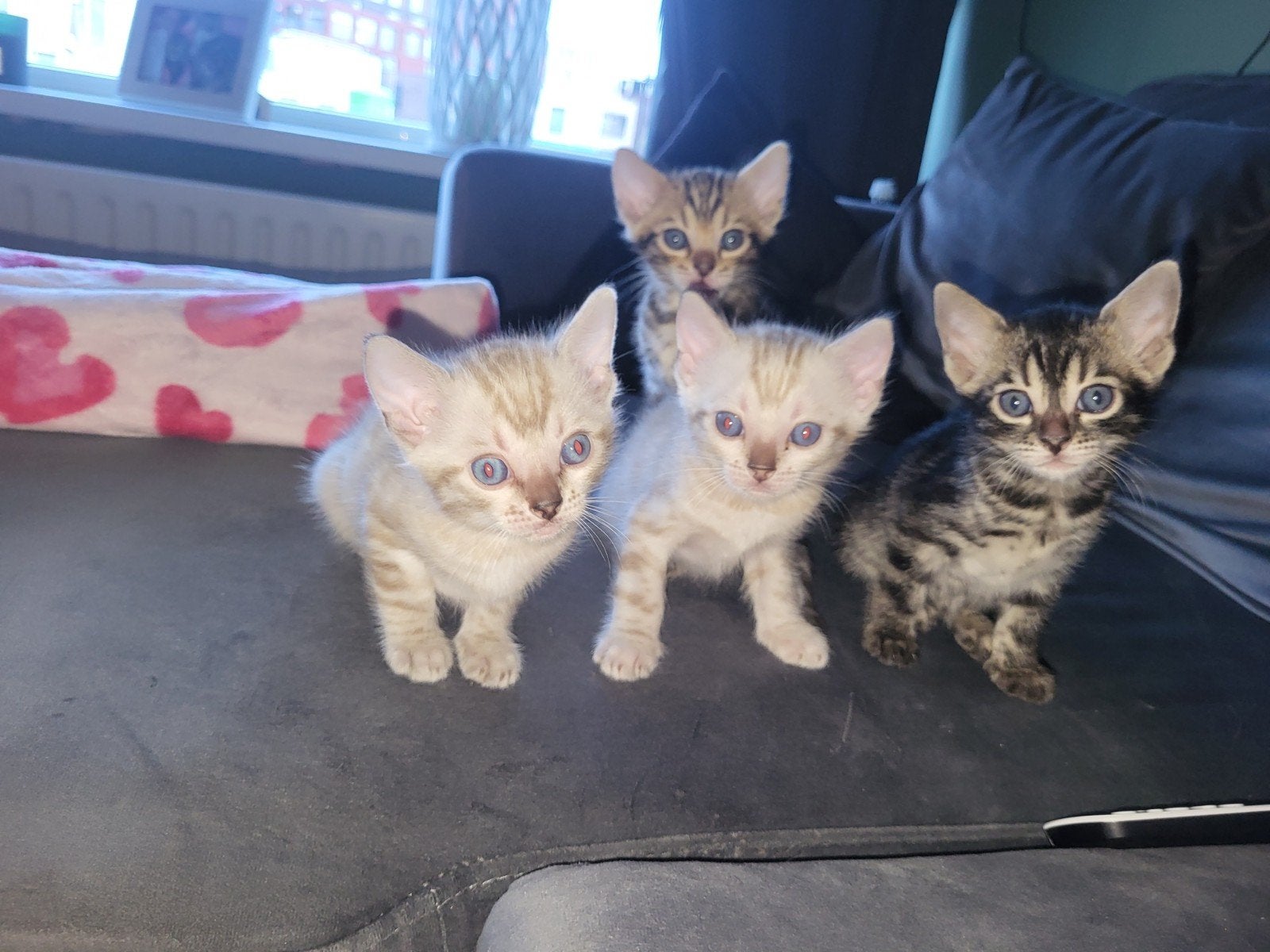 Bengaal kitten, Poes, Met stamboom