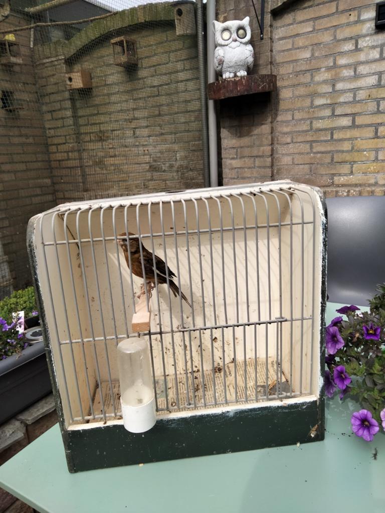 Kanarie, Dieren en Toebehoren, Vogels | Hokken en Kooien, Ophalen of Verzenden